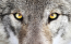 avatar_Серый волк