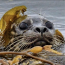 avatar_Selkie