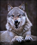 avatar_Wolf